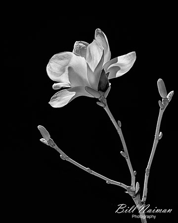Magnolia (1)