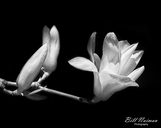Magnolia (2)
