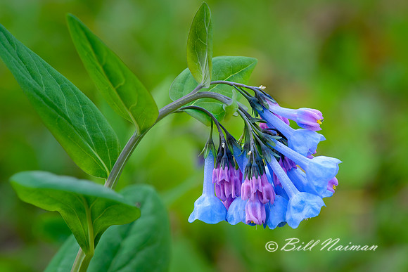Bluebells (2)