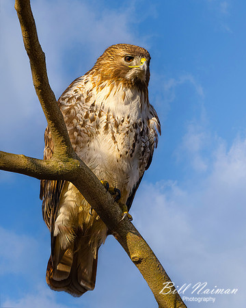 Red-Tailed Hawk - Female (2023)