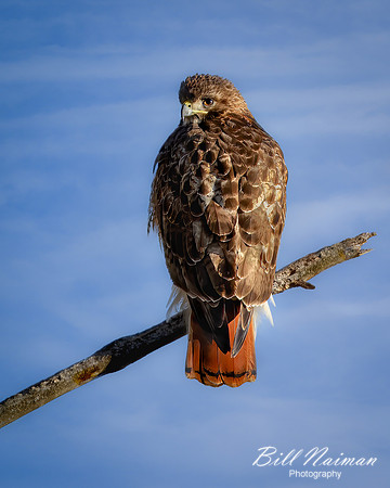 Red-Tailed Hawk - Male (2023)