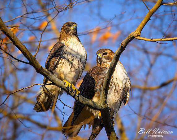 Red-Tailed Hawk - Pair (2023)