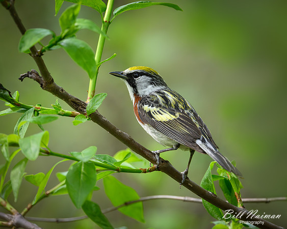 Chestnut-sided Warbler 2024_05_13-0364