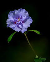 Hibiscus-2026_08_26-1913