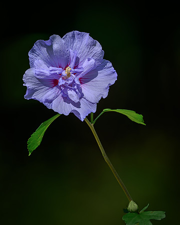 Hibiscus-2026_08_26-1913