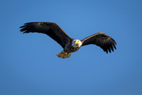 Bald Eagle Left Eye Sunlit-2025_01_09-6932