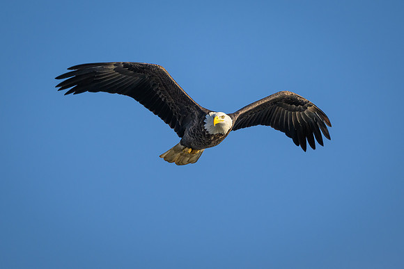 Bald Eagle Left Eye Sunlit-2025_01_09-6932