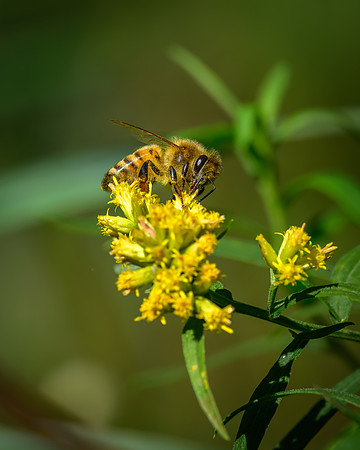 Golden Rod with Honey Bee-2026_09_14-6933