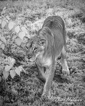 Lioness - Infrared B&W