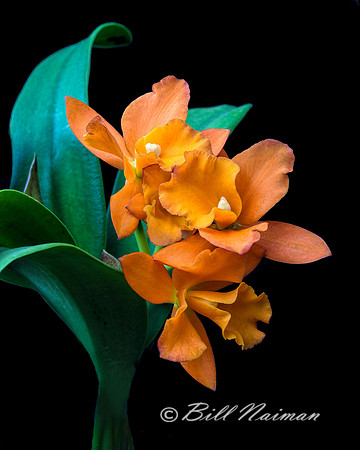 Orchid - Not Yet Identified 2016