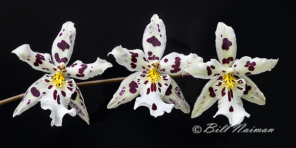 Orchid - Not Yet Identified 2016