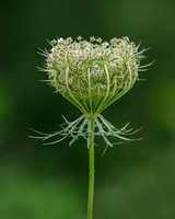 Queen Anne's Lace-2024_07_22-7039