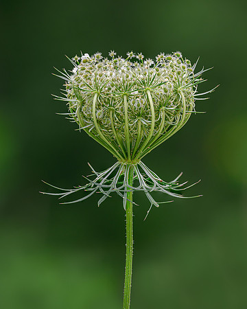 Queen Anne's Lace-2024_07_22-7039