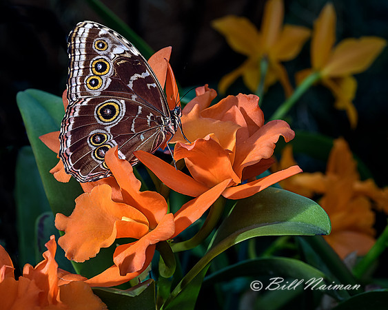 Cattleya Orchid with Butterfly 2016