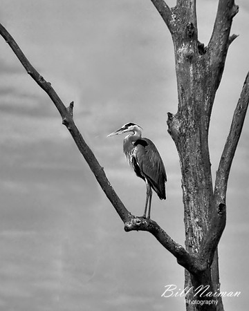 Blue Heron (2)