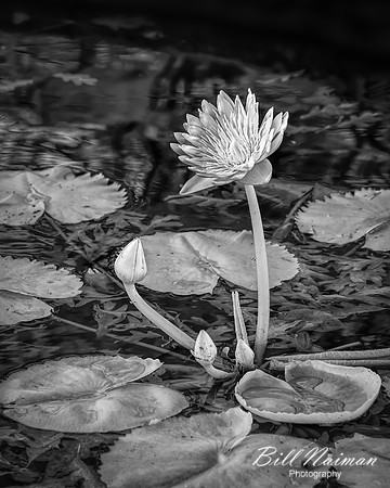 Water Lily - Infrared B&W