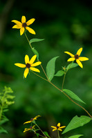 Brown-eyed Susan-2026_09_01-0001