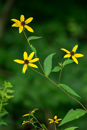 Brown-eyed Susan-2026_09_01-0001