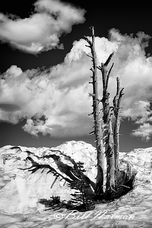 Dead Tree on Moiunt Rainier - B&W