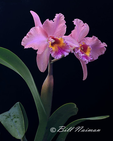 Orchid Mania 2016