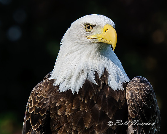 Bald Eagle Profile 2