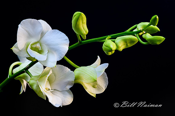 Dendrobium Orchid 2016 (2)