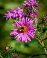 Aster with Honey Bee-2026_09_14-6919