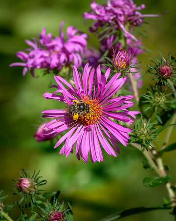 Aster with Honey Bee-2026_09_14-6919
