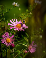 Aster with Bumble Bee-2026_09_14-6929