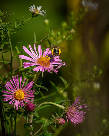 Aster with Bumble Bee-2026_09_14-6929