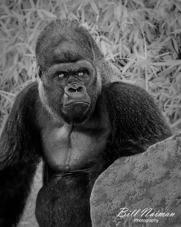 Lowland Gorilla - Infrared