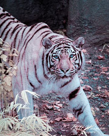 Amur Tiger - Infrared Faux Color
