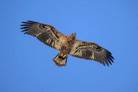 Bald Eagle Juvenile Soaring-2025_01_09-7327