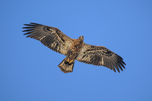 Bald Eagle Juvenile Soaring-2025_01_09-7327