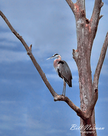 Blue Heron (1)