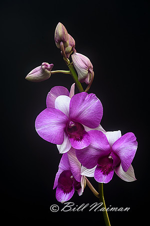 Purple and White Dendrobium Orchid 2016 (1)