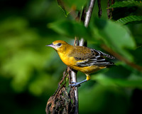 Baltimore Oriole Female-2026_08_26-1419