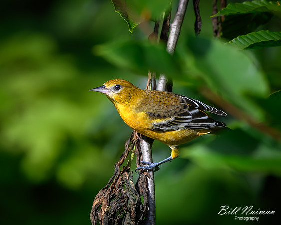 Baltimore Oriole Female-2026_08_26-1419