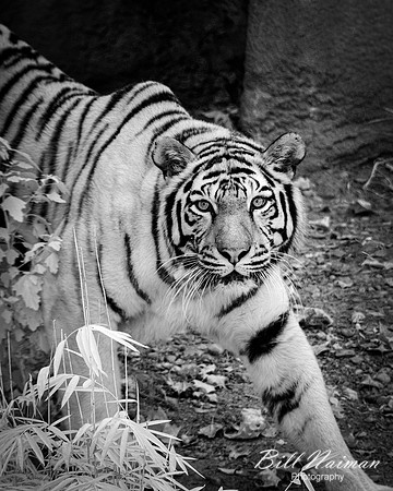 Amur Tiger - Infrared B&W