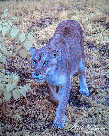 Lioness - Infrared Faux Color
