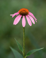 Purple Coneflower-2024_07_22-7489