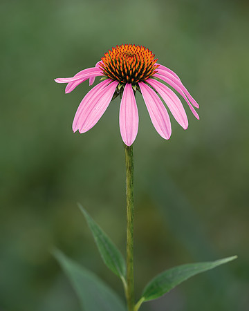 Purple Coneflower-2024_07_22-7489