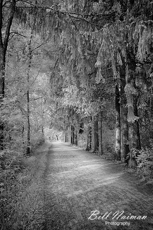 Towpath Near Beaver Marsh (1) - Infrared B&W