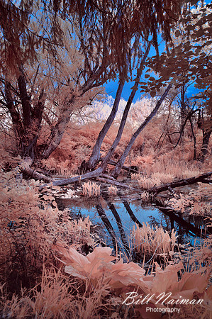Approaching Beaver Marsh on the Towpath (2) - Infrared Faux Color