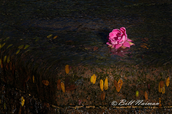 Rose in Fountain in Public Square
