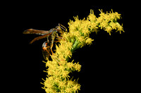 Golden Rod with Wasp-2026_09_14-6895