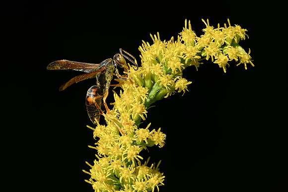 Golden Rod with Wasp-2026_09_14-6895