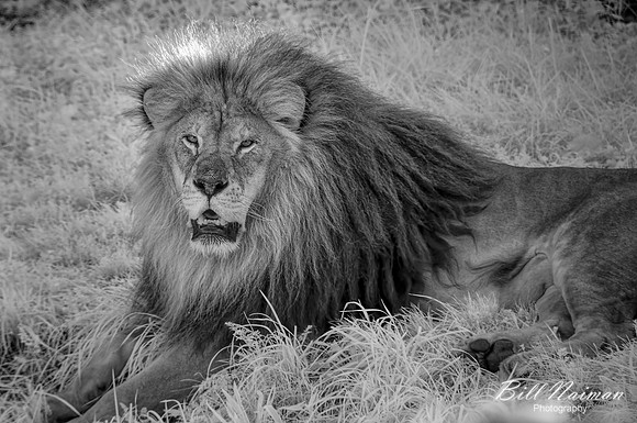 Lion - Infrared