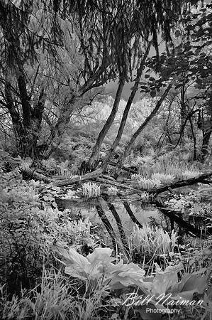 Approaching Beaver Marsh on the Towpath (1) - Infrared B&W
