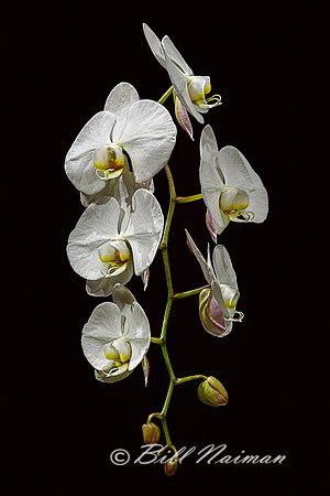 Moth Orchid